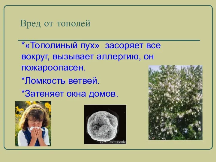 Вред от тополей *«Тополиный пух» засоряет все вокруг, вызывает аллергию, он