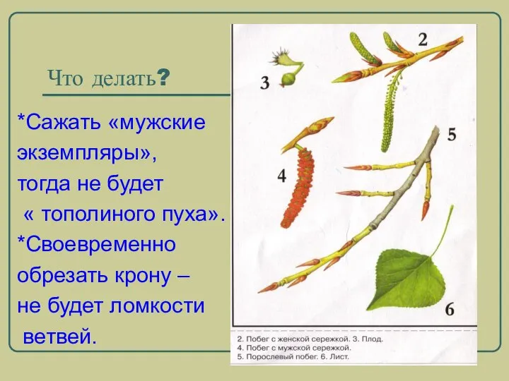 Что делать? *Сажать «мужские экземпляры», тогда не будет « тополиного пуха».