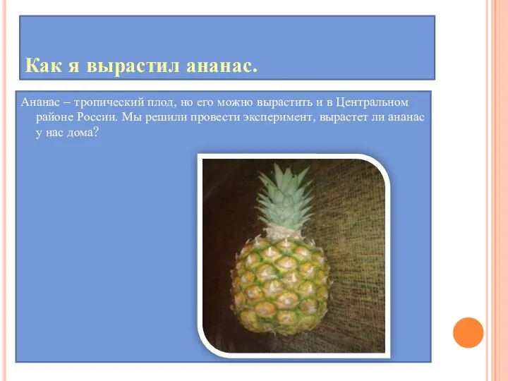 Как я вырастил ананас. Ананас – тропический плод, но его можно