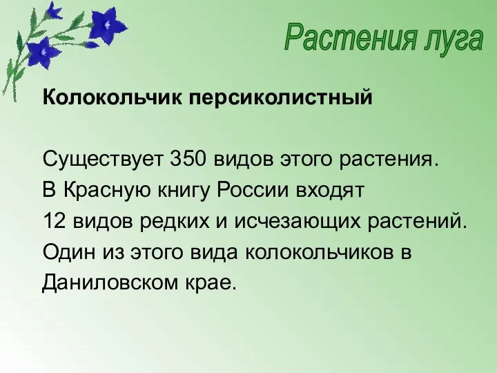 Колокольчик персиколистный Существует 350 видов этого растения. В Красную книгу России