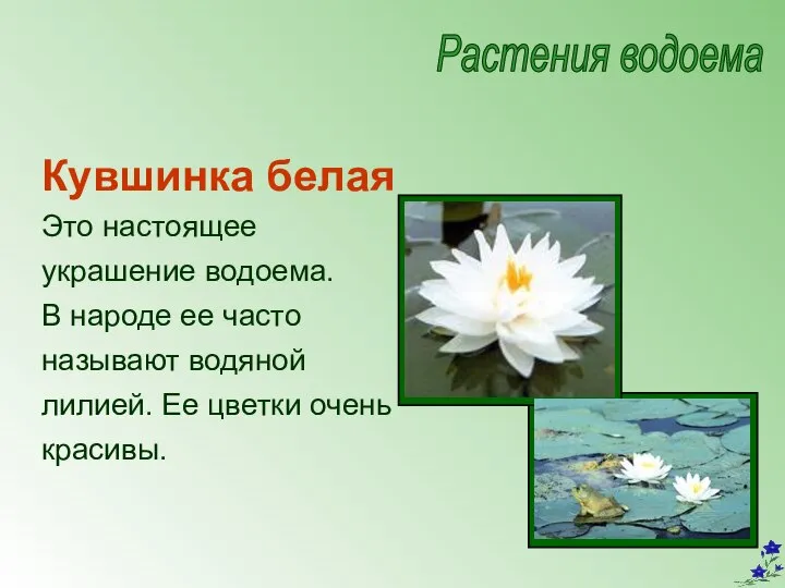 Кувшинка белая Это настоящее украшение водоема. В народе ее часто называют