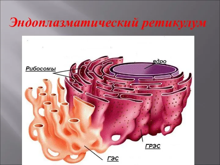 Эндоплазматический ретикулум