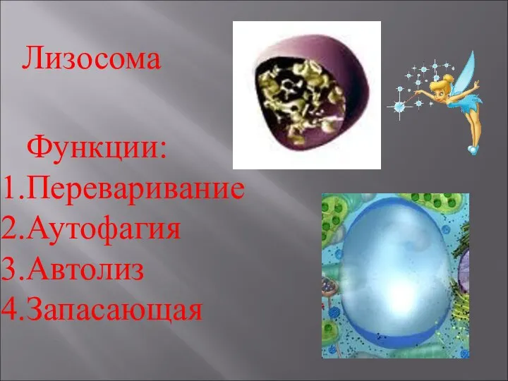 Лизосома Функции: Переваривание Аутофагия Автолиз Запасающая