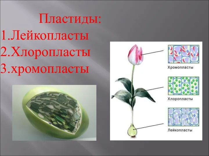 Пластиды: Лейкопласты Хлоропласты хромопласты