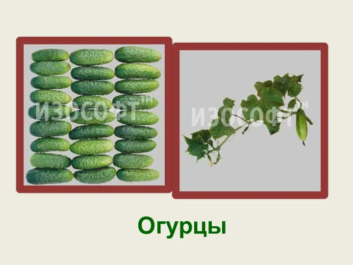 Огурцы