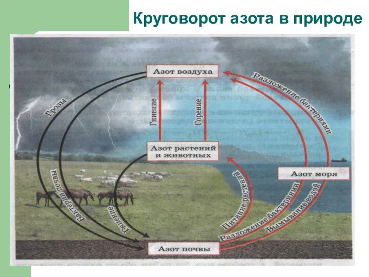 Круговорот азота в природе