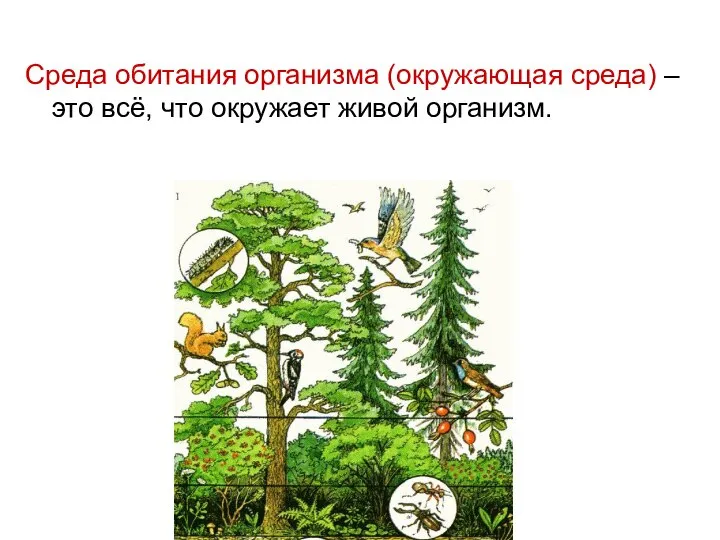 Среда обитания организма (окружающая среда) – это всё, что окружает живой организм.