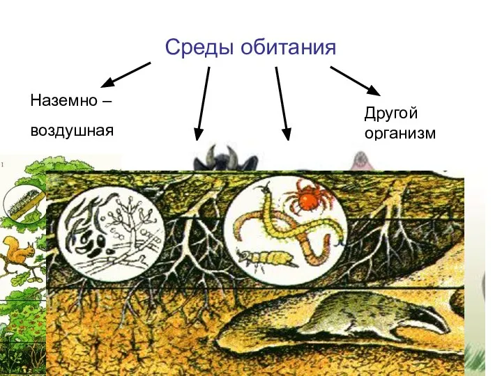 Среды обитания Наземно – воздушная Почвенная Водная Другой организм