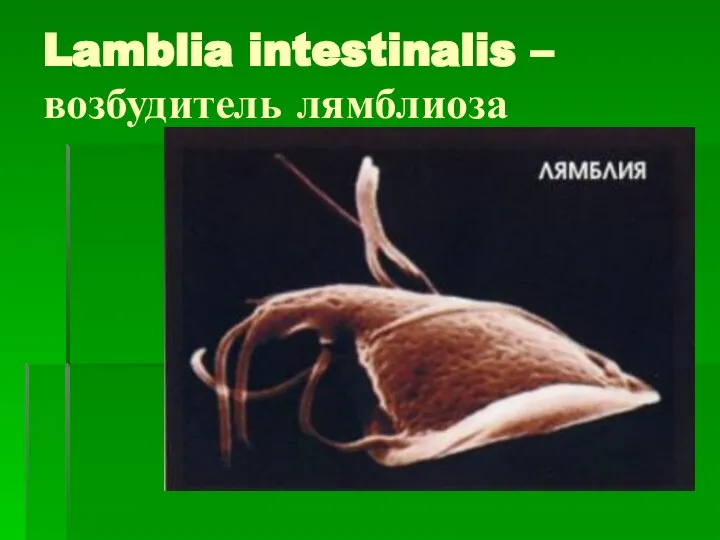 Lamblia intestinalis – возбудитель лямблиоза