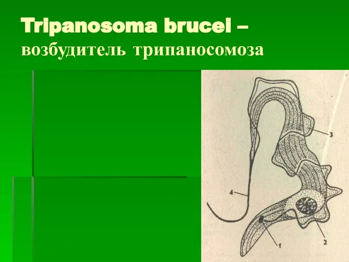 Tripanosoma brucei – возбудитель трипаносомоза