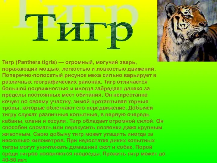Тигр (Panthera tigris) — огромный, могучий зверь, поражающий мощью, легкостью и