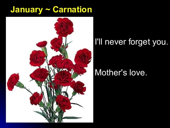 January ~ Carnation I'll never forget you. Mother's love.