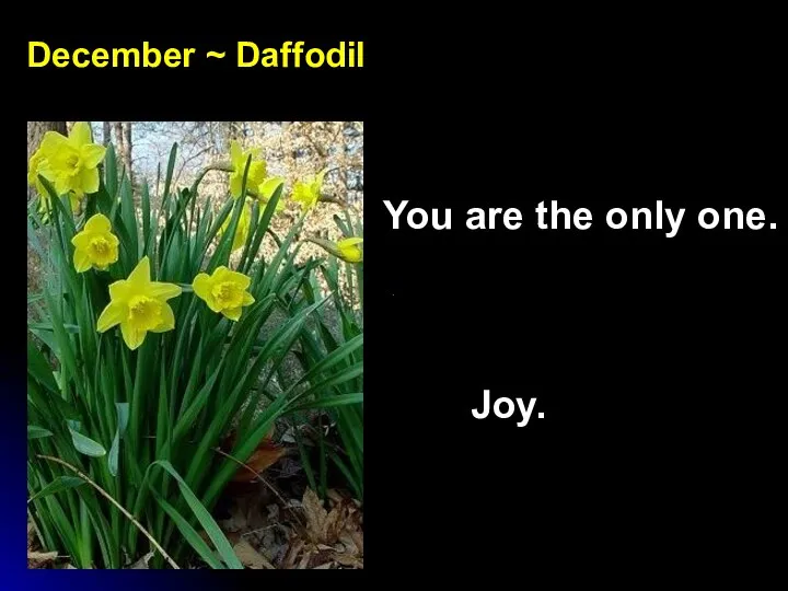December ~ Daffodil You are the only one. Joy.