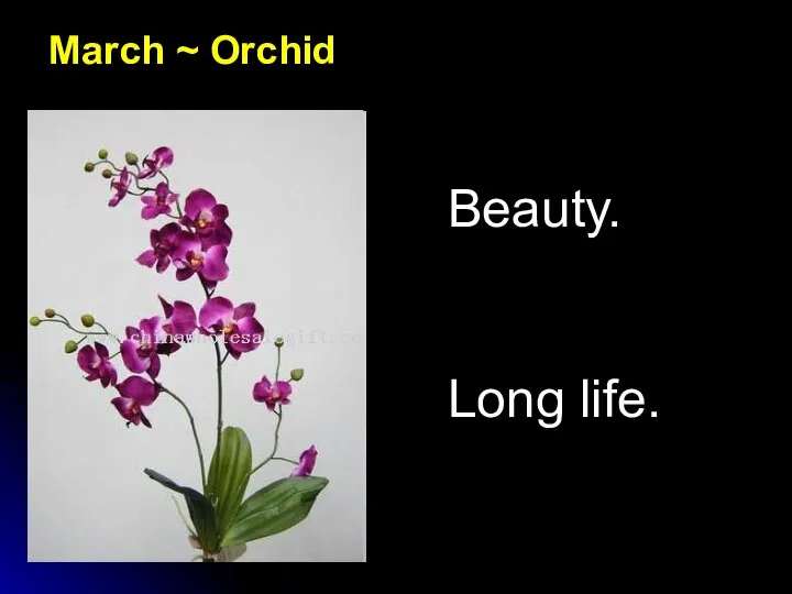 March ~ Orchid Beauty. Long life.