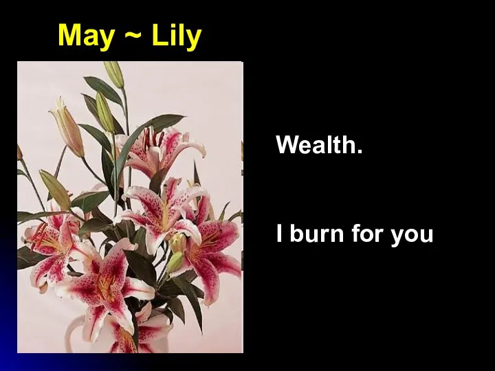 May ~ Lily Wealth. I burn for you