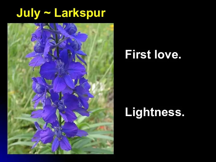 July ~ Larkspur First love. Lightness.