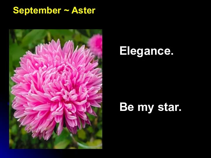 September ~ Aster Elegance. Be my star.
