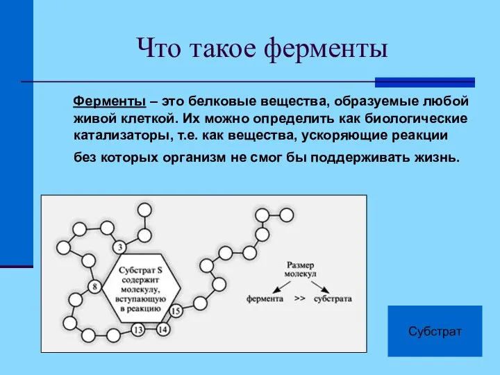 Что такое ферменты Ферменты – это белковые вещества, образуемые любой живой