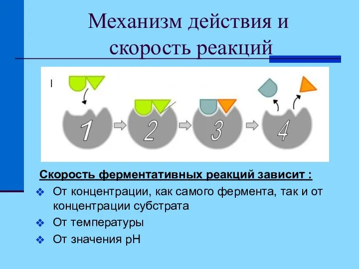 Механизм действия и скорость реакций Скорость ферментативных реакций зависит : От