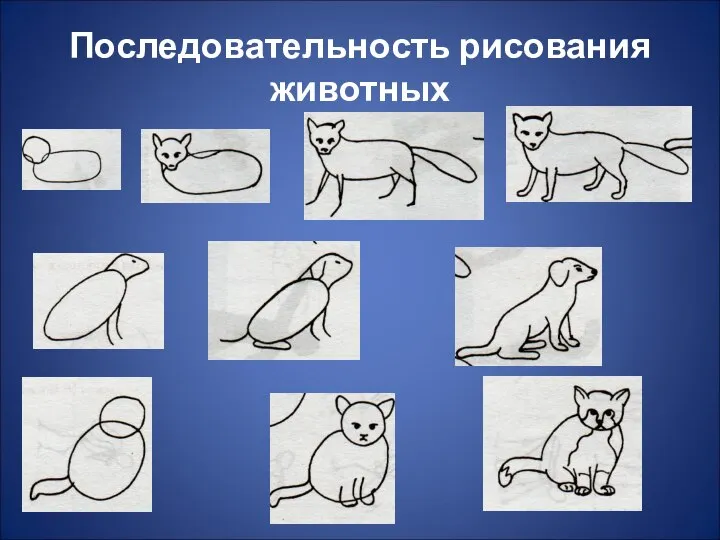 Последовательность рисования животных