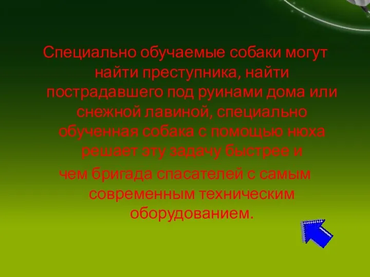 Специально обучаемые собаки могут найти преступника, найти пострадавшего под руинами дома