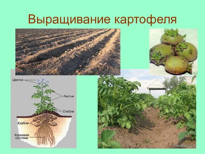 Выращивание картофеля