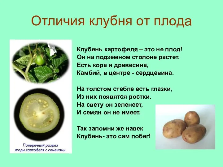 Отличия клубня от плода Клубень картофеля – это не плод! Он