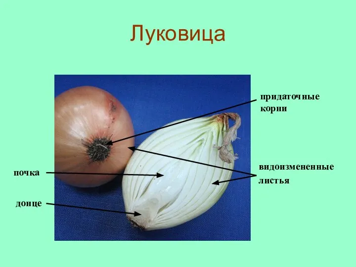 донце видоизмененные листья придаточные корни почка Луковица