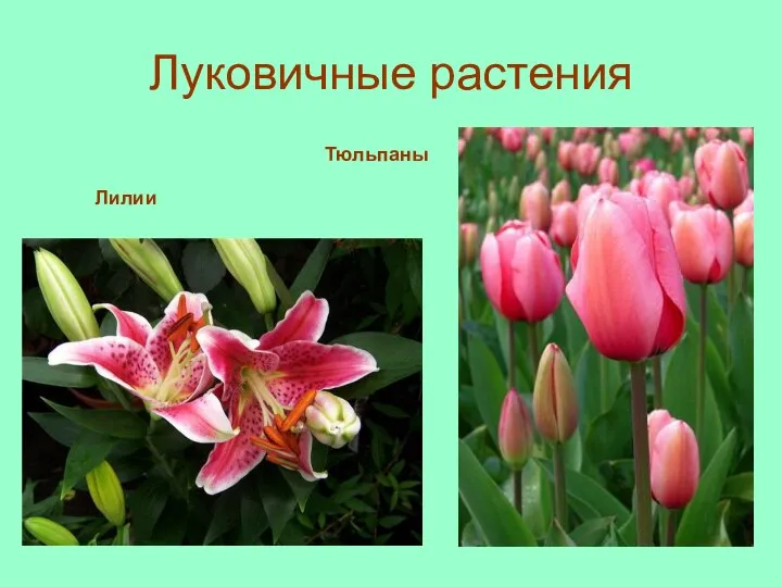 Луковичные растения Лилии Тюльпаны