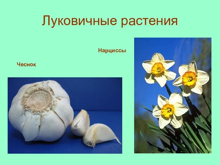 Луковичные растения Чеснок Нарциссы