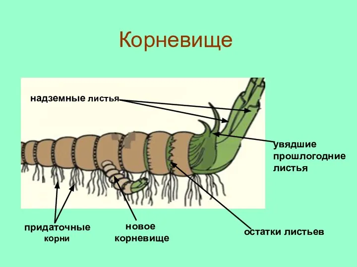 надземные листья увядшие прошлогодние листья остатки листьев новое корневище придаточные корни Корневище