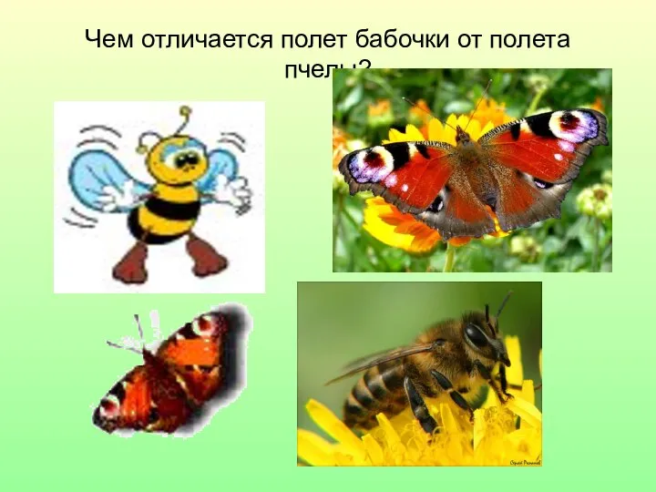 Чем отличается полет бабочки от полета пчелы?