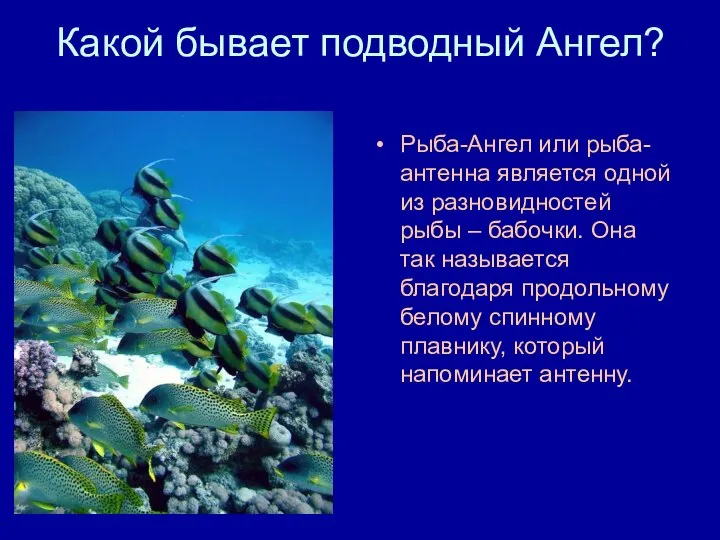 Какой бывает подводный Ангел? Рыба-Ангел или рыба-антенна является одной из разновидностей