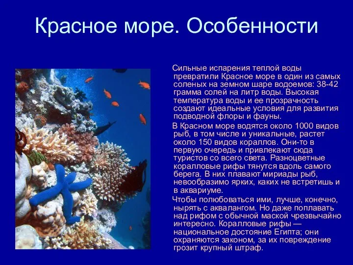 Красное море. Особенности Сильные испарения теплой воды превратили Красное море в