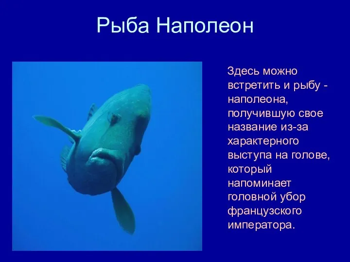 Рыба Наполеон Здесь можно встретить и рыбу -наполеона, получившую свое название