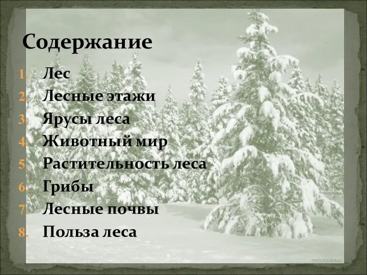 Лес Лесные этажи Ярусы леса Животный мир Растительность леса Грибы Лесные почвы Польза леса Содержание