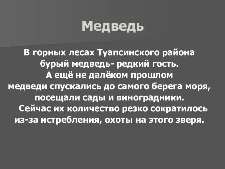 Медведь В горных лесах Туапсинского района бурый медведь- редкий гость. А