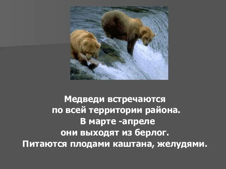 Медведи встречаются по всей территории района. В марте -апреле они выходят