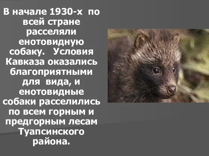 В начале 1930-х по всей стране расселяли енотовидную собаку. Условия Кавказа