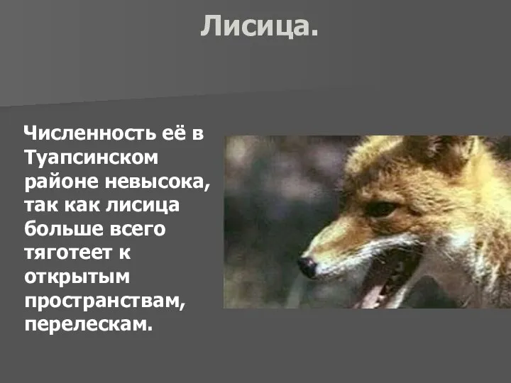 Лисица. Численность её в Туапсинском районе невысока, так как лисица больше