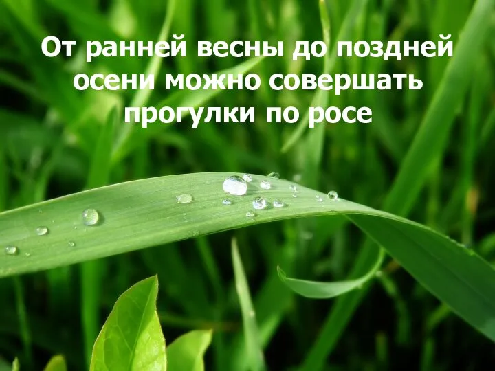 От ранней весны до поздней осени можно совершать прогулки по росе