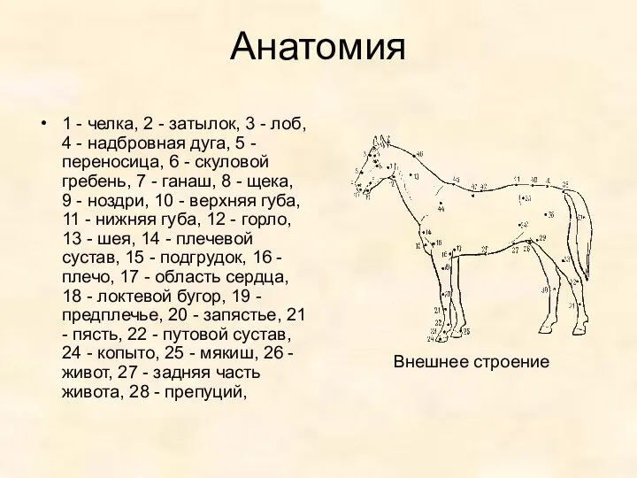 Анатомия 1 - челка, 2 - затылок, 3 - лоб, 4