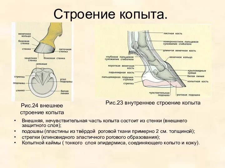 Строение копыта. Внешняя, нечувствительная часть копыта состоит из стенки (внешнего защитного