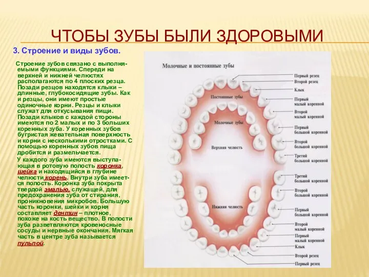 ЧТОБЫ ЗУБЫ БЫЛИ ЗДОРОВЫМИ 3. Строение и виды зубов. Строение зубов