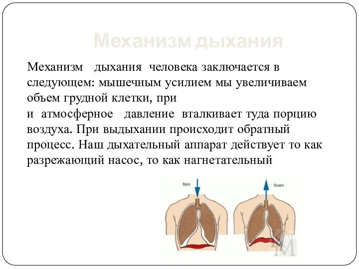 Механизм дыхания Механизм дыхания человека заключается в следующем: мышечным усилием мы