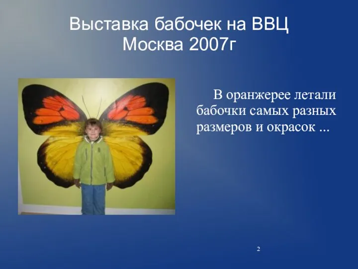 Выставка бабочек на ВВЦ Москва 2007г В оранжерее летали бабочки самых разных размеров и окрасок ...