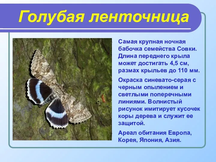 Голубая ленточница Самая крупная ночная бабочка семейства Совки. Длина переднего крыла