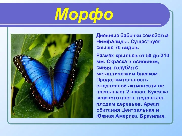 Морфо Дневные бабочки семейства Нимфалиды. Существует свыше 70 видов. Размах крыльев