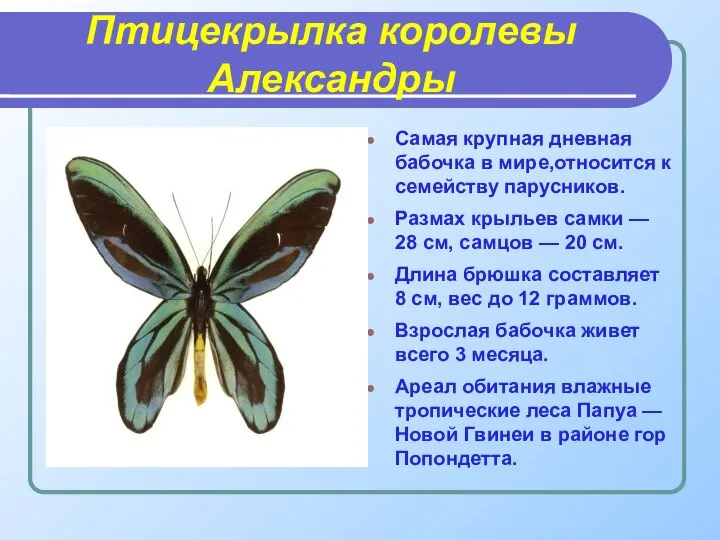 Птицекрылка королевы Александры Самая крупная дневная бабочка в мире,относится к семейству