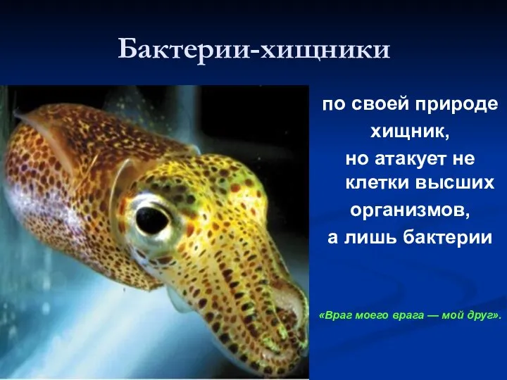 Бактерии-хищники по своей природе хищник, но атакует не клетки высших организмов,